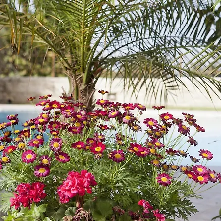 Pandora Villas Villa *
